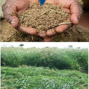 Rhodes Grass (Chloris Gayana) 10kg